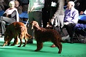 Crufts2011 714